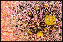 Close-up of barrel cactus bloom and spines. Joshua Tree National Park ( color)