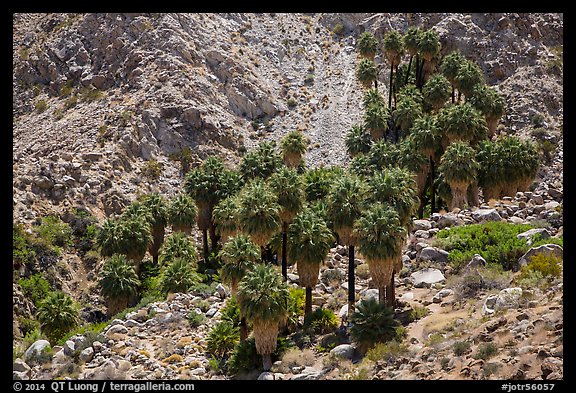 Forty-nine palms Oasis. Joshua Tree National Park (color)