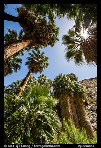 Looking up California palms, Forty-nine palms Oasis. Joshua Tree National Park (color)
