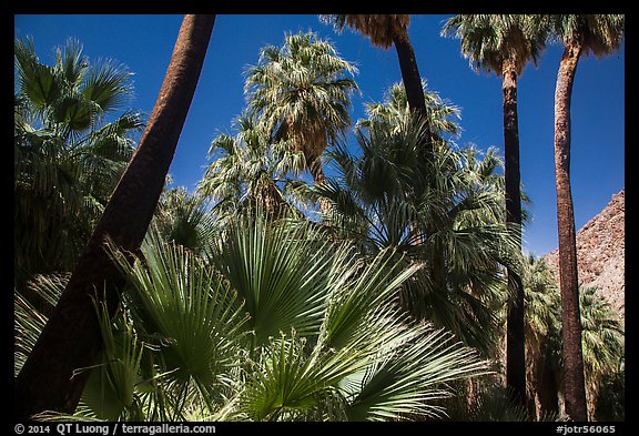 California palm trees, 49 Palms Oasis. Joshua Tree National Park (color)