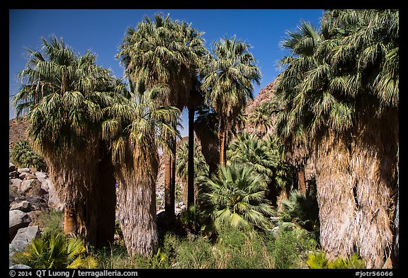 California fan palm trees with frond skirts, 49 Palms Oasis. Joshua Tree National Park (color)