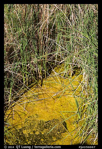 Grasses and pond, 49 Palms Oasis. Joshua Tree National Park (color)