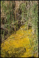 Grasses and pond, 49 Palms Oasis. Joshua Tree National Park ( color)