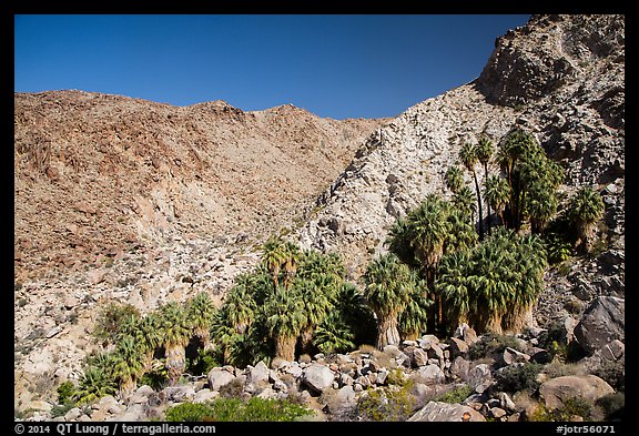 Rocky canyon and 49 Palms Oasis. Joshua Tree National Park (color)