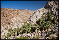 Rocky canyon and 49 Palms Oasis. Joshua Tree National Park ( color)