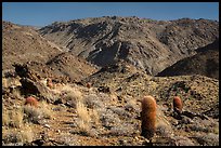 Barrel cacti and craggy hills. Joshua Tree National Park ( color)