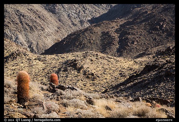 Barrel cacti and rocky slopes. Joshua Tree National Park (color)