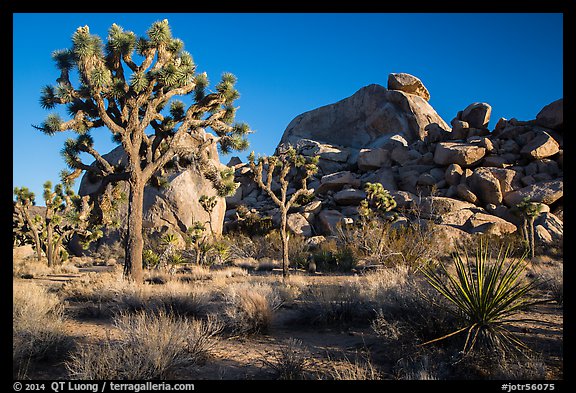 Joshua trees and boulder outcrops. Joshua Tree National Park (color)