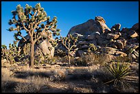 Joshua trees and boulder outcrops. Joshua Tree National Park ( color)