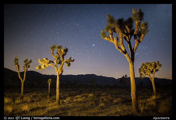 Joshua trees at night. Joshua Tree National Park, California, USA.