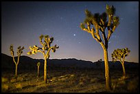 Joshua trees at night. Joshua Tree National Park, California, USA.