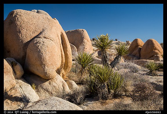 Yuccas and boulders, White Tanks. Joshua Tree National Park (color)
