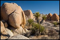 Yuccas and boulders, White Tanks. Joshua Tree National Park ( color)