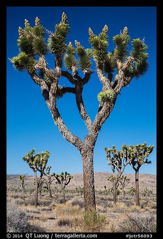 Joshua trees with seeds. Joshua Tree National Park (color)