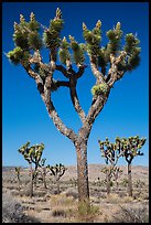 Joshua trees with seeds. Joshua Tree National Park ( color)