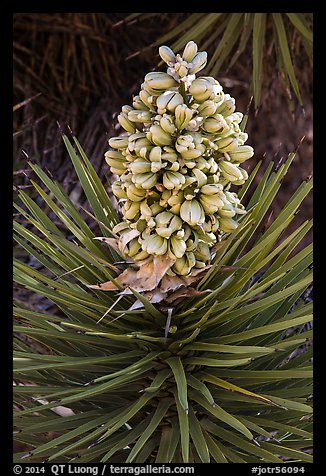 Evergreen leaves and flowers of Joshua tree. Joshua Tree National Park (color)