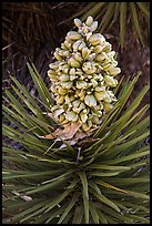 Evergreen leaves and flowers of Joshua tree. Joshua Tree National Park ( color)