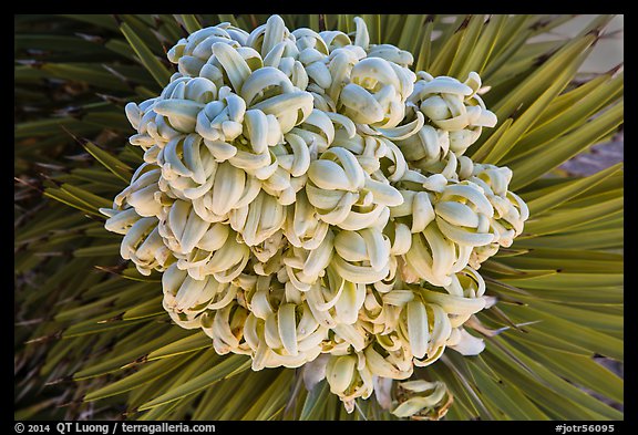 Close-up of Joshua tree bloom. Joshua Tree National Park (color)