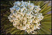 Close-up of Joshua tree bloom. Joshua Tree National Park ( color)