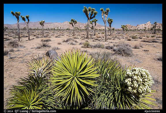 Fallen Joshua tree with bloom. Joshua Tree National Park (color)