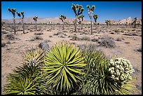 Fallen Joshua tree with bloom. Joshua Tree National Park ( color)