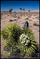 Toppled Joshua tree with bloom. Joshua Tree National Park ( color)