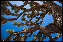 Looking up Joshua tree (Yucca brevifolia). Joshua Tree National Park ( color)