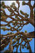 Branches of yucca palm (Yucca brevifolia). Joshua Tree National Park ( color)