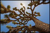 Tree yucca (Yucca brevifolia) and sun. Joshua Tree National Park ( color)