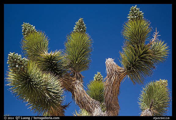 Tip of Joshua tree branches with seeds. Joshua Tree National Park (color)