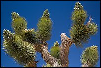 Tip of Joshua tree branches with seeds. Joshua Tree National Park ( color)