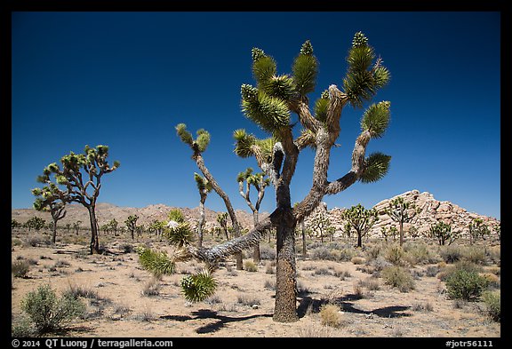 Palm tree yuccas in seed. Joshua Tree National Park (color)