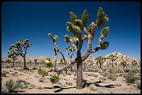 Palm tree yuccas in seed. Joshua Tree National Park ( color)