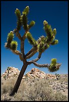 Palm Tree Yucca (Yucca brevifolia) with seeds. Joshua Tree National Park ( color)