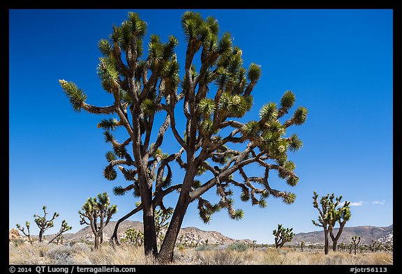 Multi-branched Joshua tree with seeds. Joshua Tree National Park (color)