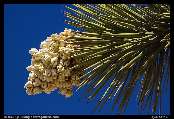 Close-up of Joshua tree leaves and flowers. Joshua Tree National Park (color)