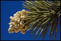 Close-up of Joshua tree leaves and flowers. Joshua Tree National Park ( color)