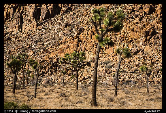 Palm tree yuccas and fractured cliff. Joshua Tree National Park (color)