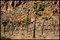 Palm tree yuccas and fractured cliff. Joshua Tree National Park ( color)