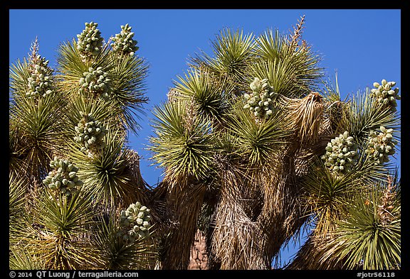 Top of Joshua tree with seeds. Joshua Tree National Park (color)