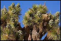 Top of Joshua tree with seeds. Joshua Tree National Park ( color)