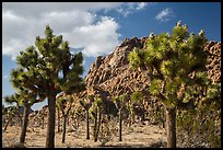 Joshua trees in seed and towering boulder outcrop. Joshua Tree National Park ( color)