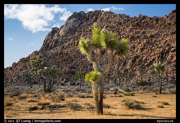 Joshua trees in seed and towering boulder wall. Joshua Tree National Park (color)