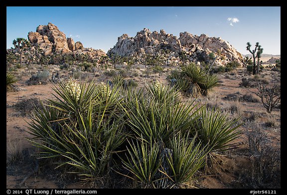 Flowering yuccas and boulders. Joshua Tree National Park (color)