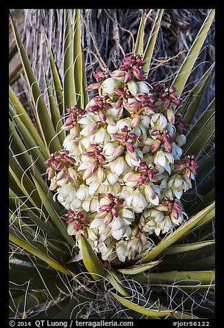 Close-up of yucca flower. Joshua Tree National Park (color)