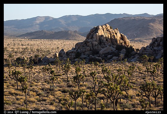 Joshua tree grove and rock outcrops in Hidden Valley. Joshua Tree National Park (color)