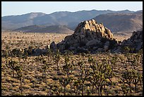 Joshua tree grove and rock outcrops in Hidden Valley. Joshua Tree National Park ( color)