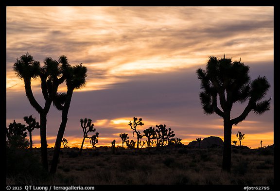 Joshua trees silhouettes at sunrise. Joshua Tree National Park (color)