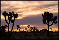 Joshua trees silhouettes at sunrise. Joshua Tree National Park ( color)