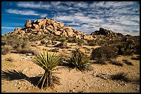 Yuccas and boulder outcrops,. Joshua Tree National Park ( color)